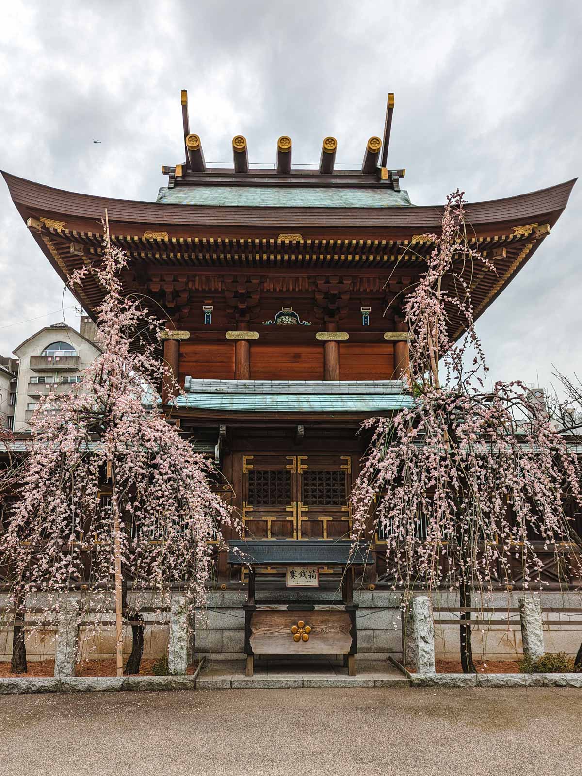 Tokyo Yushima Tenjin shrine with weeping plum blossom trees in front.