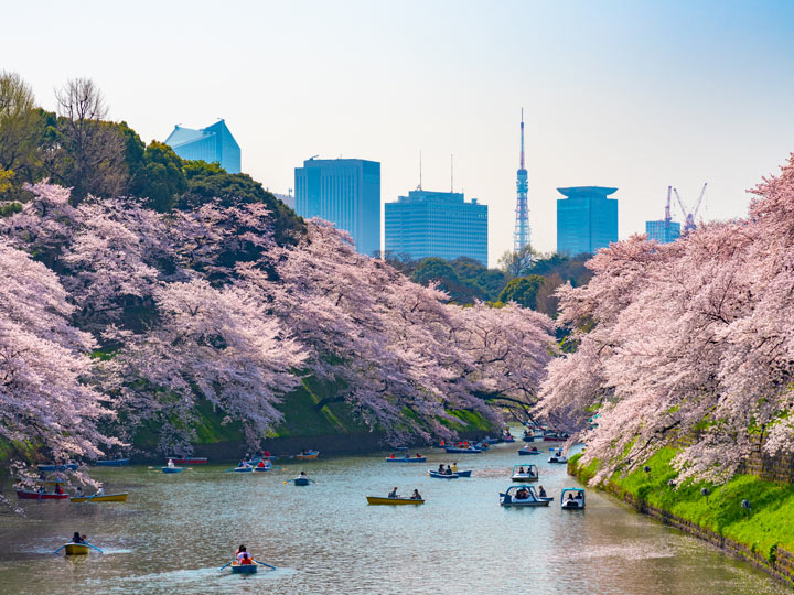 Small boats rowing down river lined with cherry blossom trees in Tokyo.