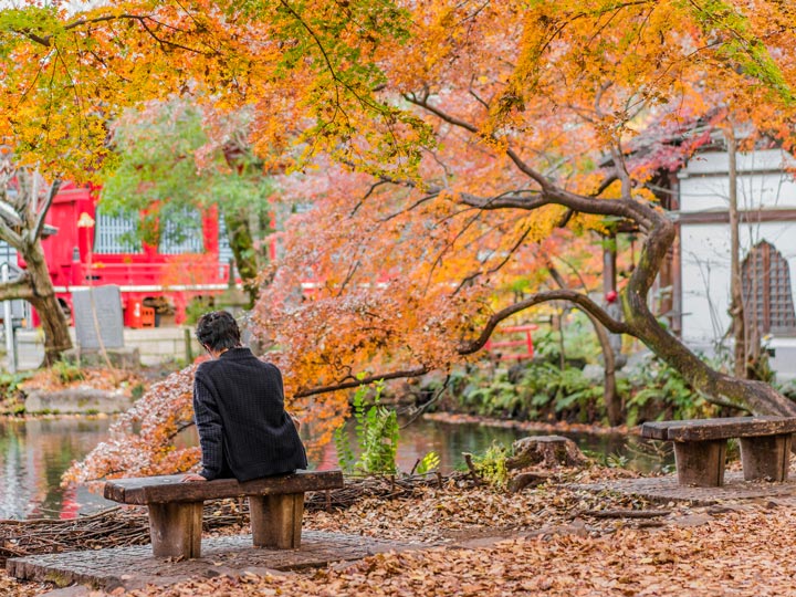 Man sitting on bench under yellow autumn leaves in Kichijoji park.