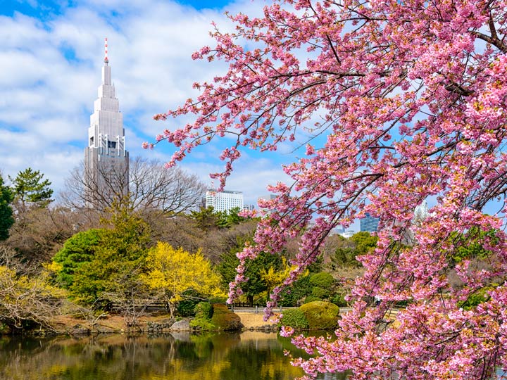 Pink cherry blossoms and pond with view of Tokyo skyline.