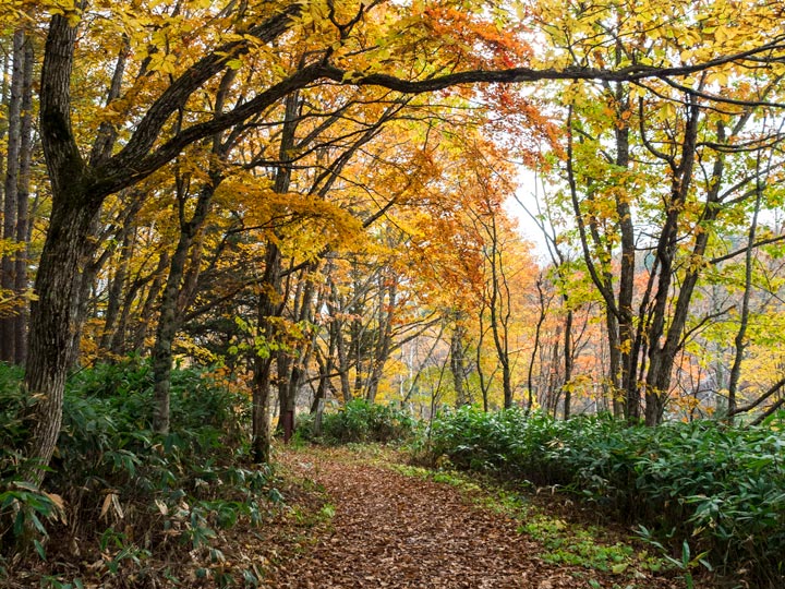 Autumn forest trail with fallen leaves in Japan.