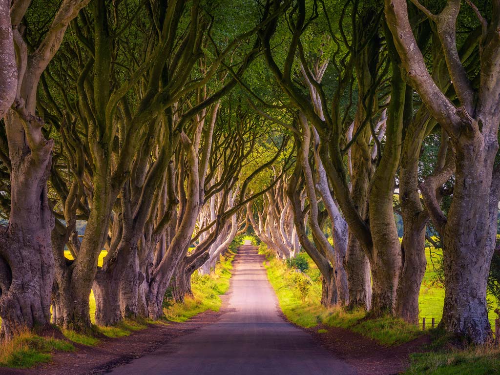 Narrow road leading beneath Dark Hedges tree tunnel.