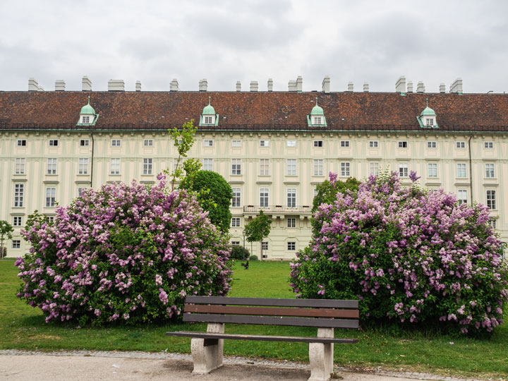 Bench with purple flowers in front of MuseumsQuartier Vienna.