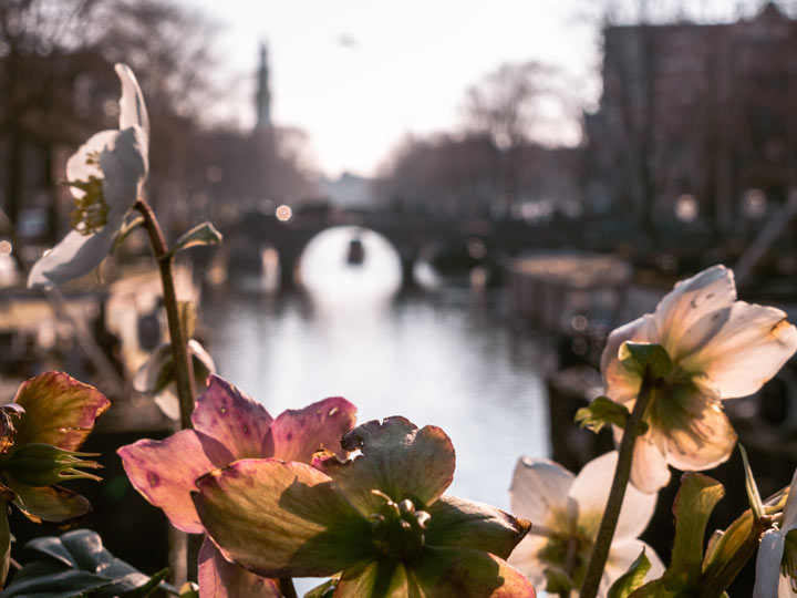 Pink and white flowers in front of Amsterdam canal at sunset.