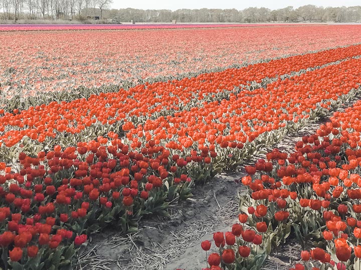 Lisse tulip fields of red and pink.