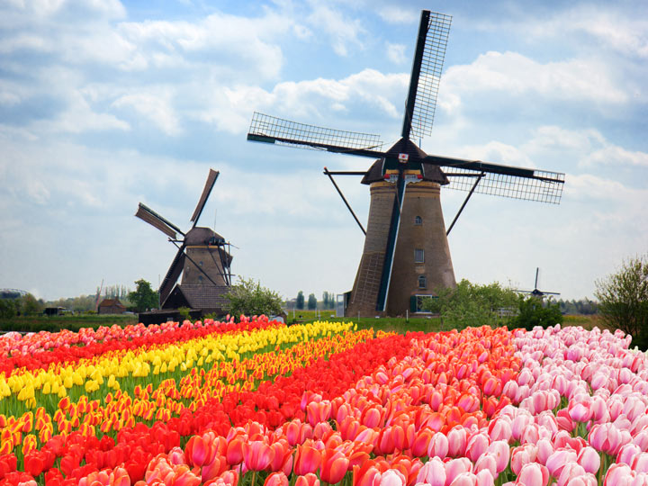 Netherlands tulip fields with windmills in background.