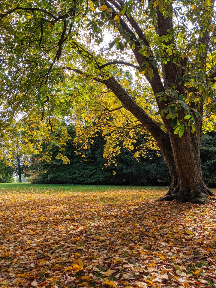 Green and yellow tree in autumn with brown leaves carpeting ground below