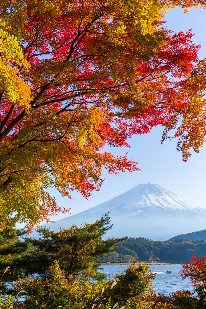 View of Mount Fuji and lake framed by red and gold leaves.