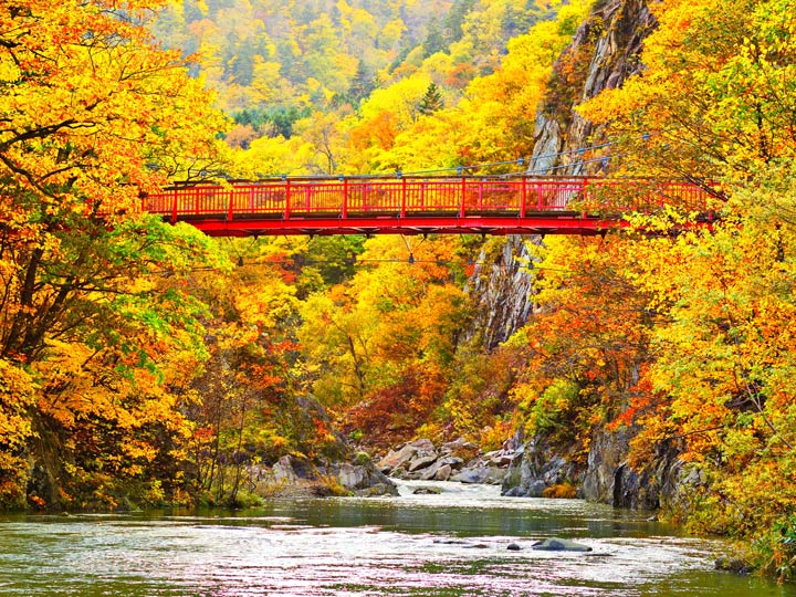 Famous Hokkaido red bridge over river with golden autumn leaves in Japan.