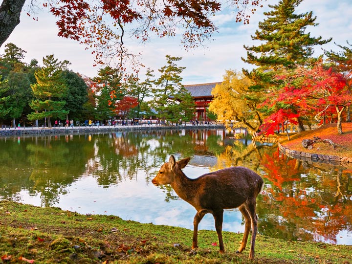 Nara deer in front of lake with shrine and fall foliage.