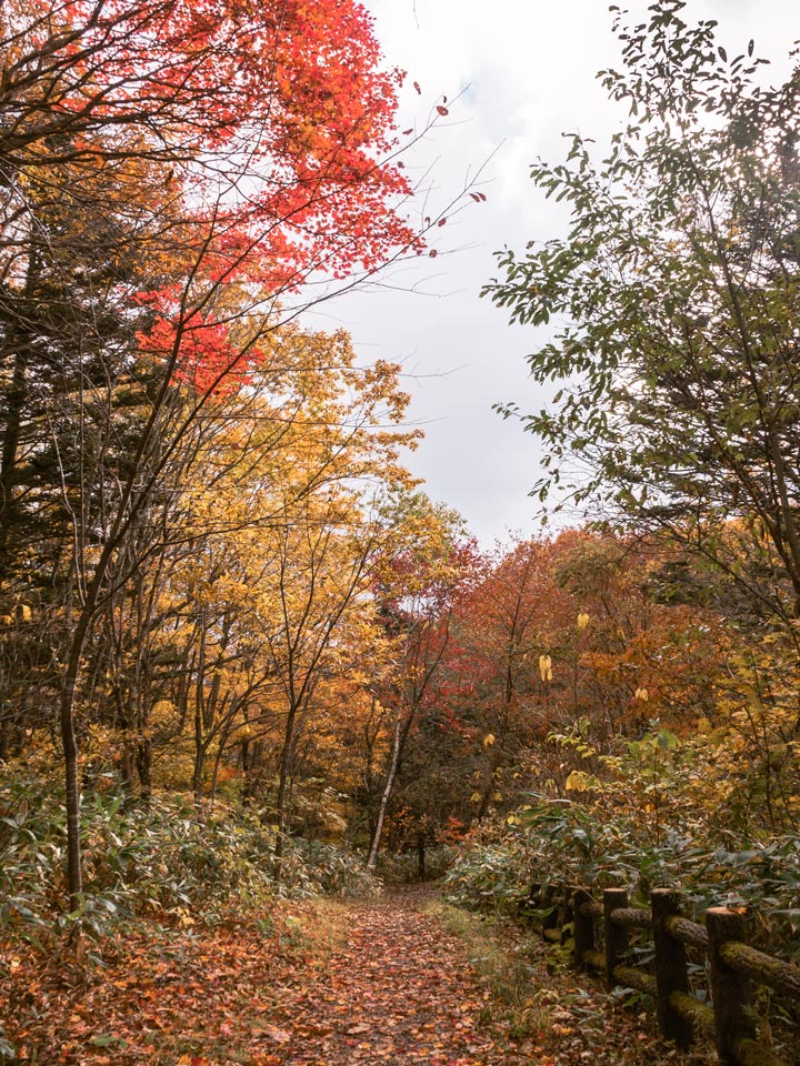 Togakushi forest path with fall foliage during October in Japan.