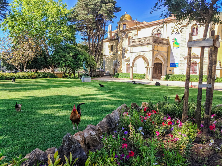 Roosters walking in garden park with flowers.