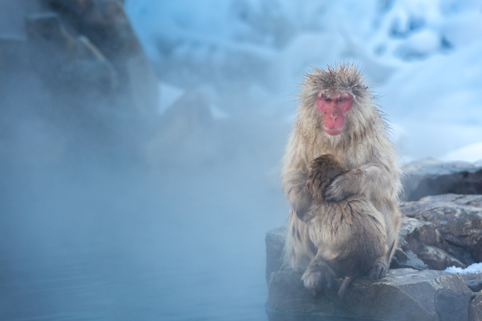 Nagano snow monkeys at Jigokudani.